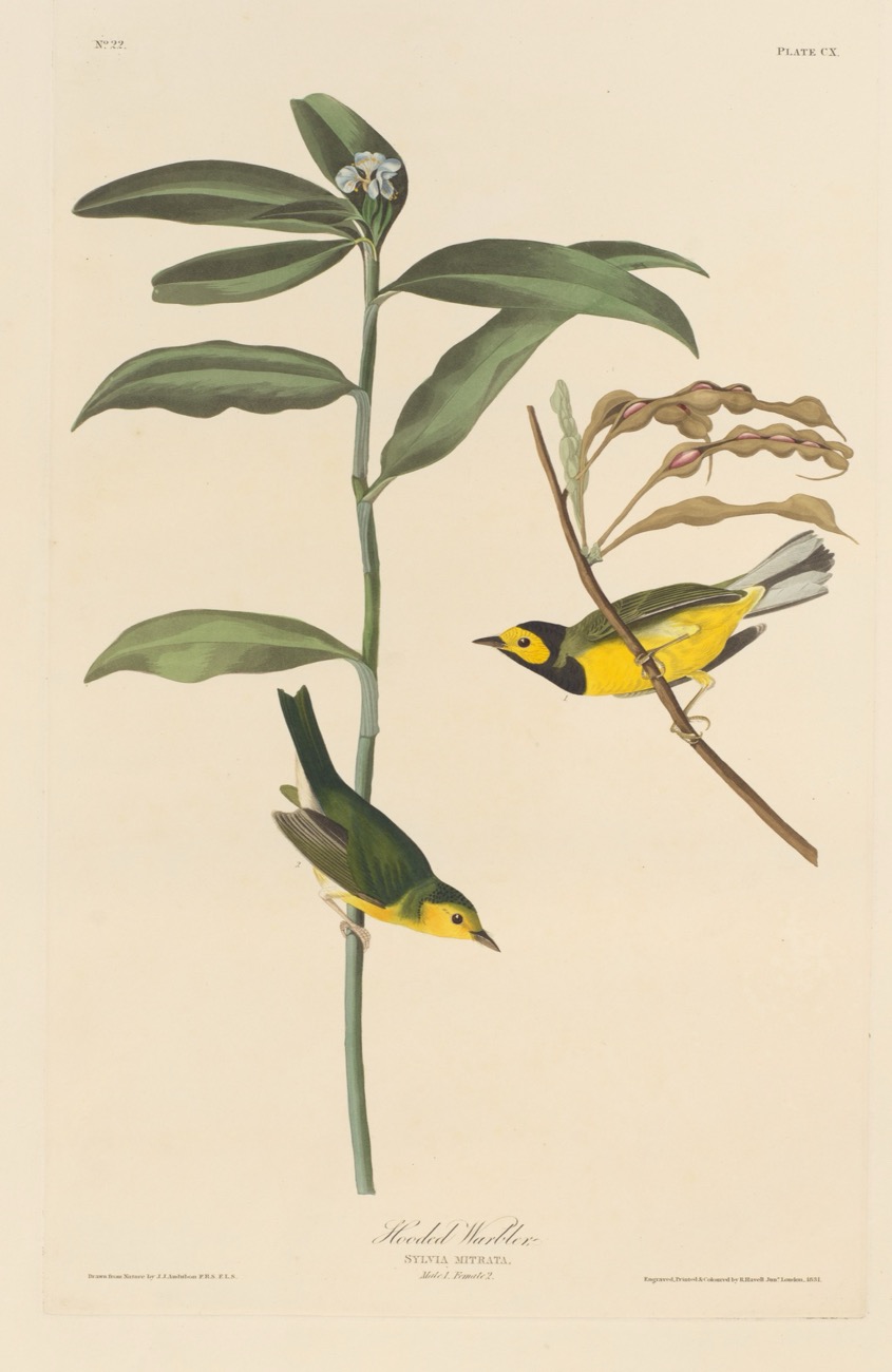 Audubon’s plate of a pair of hooded warblers on a stem