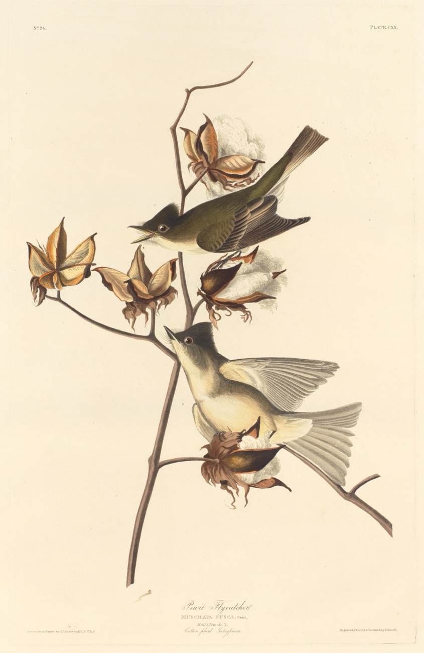 Audubon’s plate of a pair of eastern phoebes on a branch