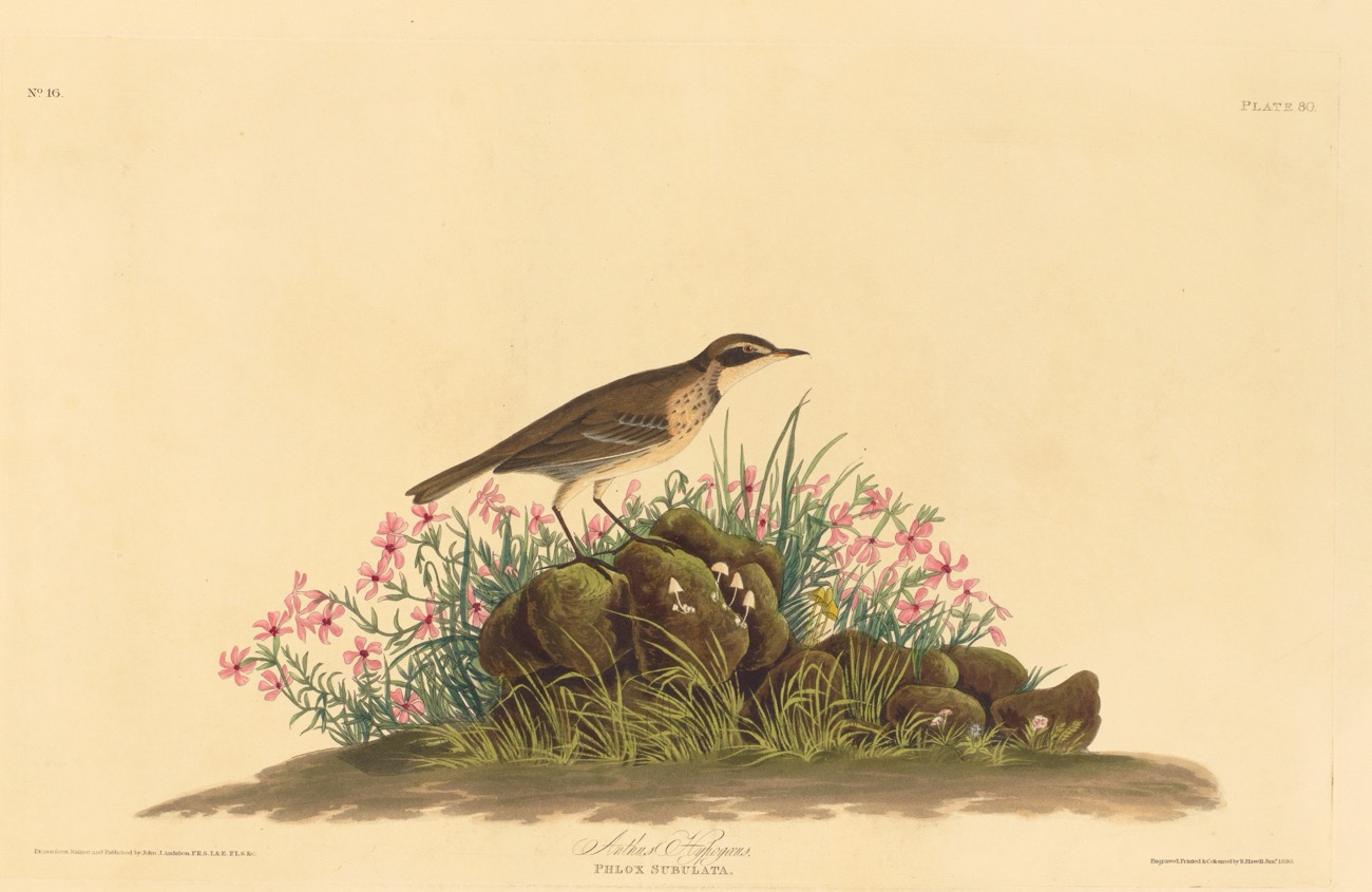 Audubon’s plate of an American pipit on a rock