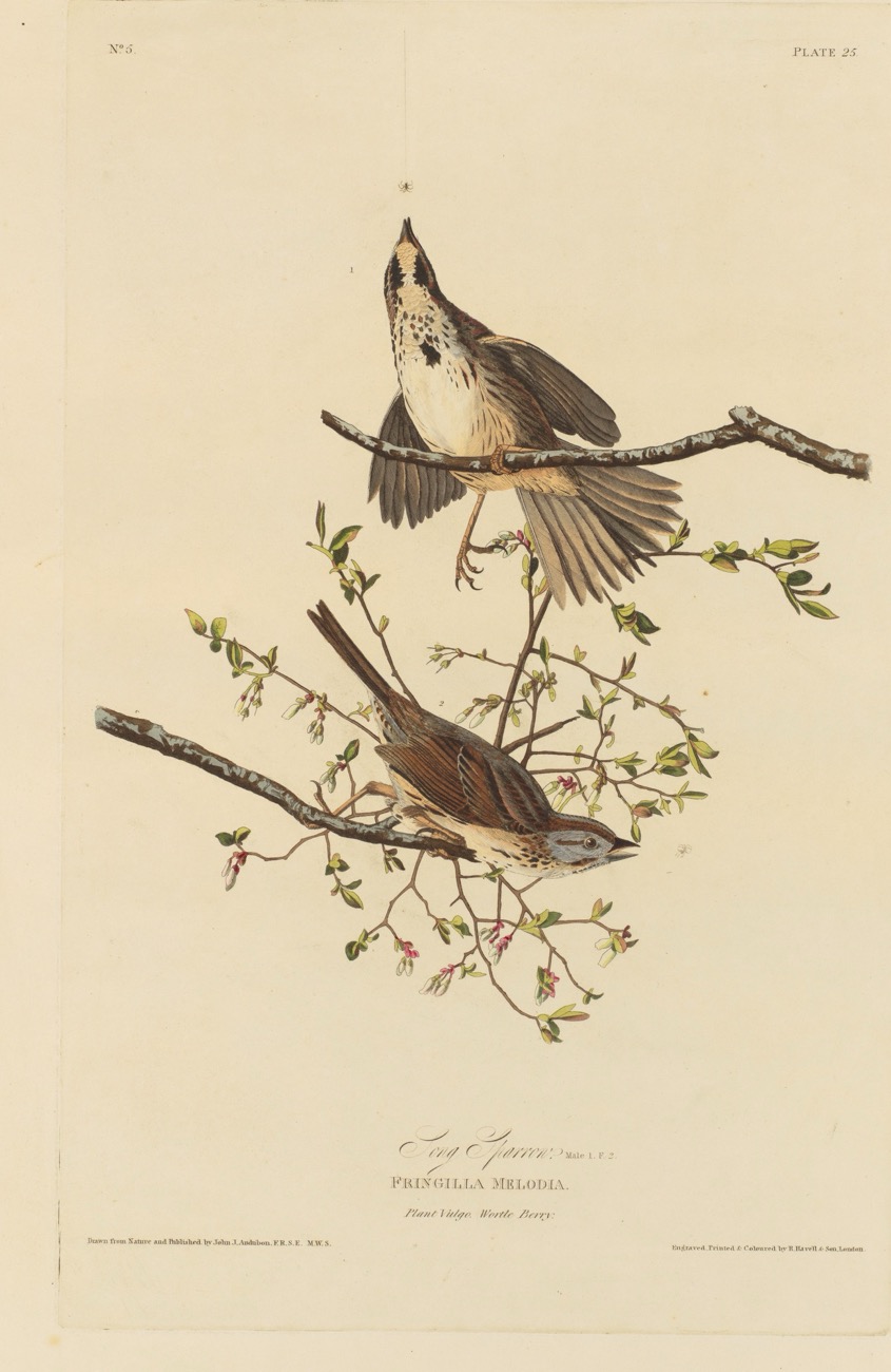 Audubon’s plate of two song sparrows on a flowering branch
